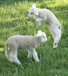 two baby lambs are playing in the grass