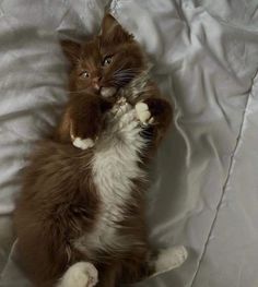 a brown and white cat is laying on its back with it's paws in the air