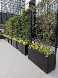 a row of black planters filled with plants