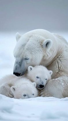 an adult polar bear with two cubs in the snow on top of it's back