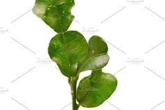 a plant with green leaves and water droplets on it's stems, against a white background