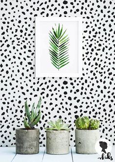 three potted plants sit in front of a black and white wall