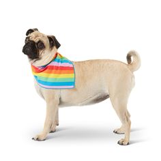 a small pug dog wearing a colorful bib and standing on a white background