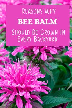 pink flowers with the words, reasons why bee balm should be grown in every backyard