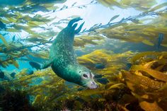 a sea lion swimming in the ocean surrounded by kelpweed and other marine life