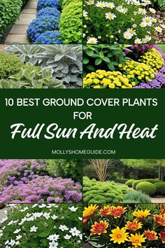 the top 10 best ground cover plants for full sun and heat