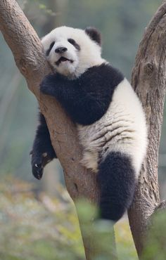 a panda bear sitting in a tree with its paws on the branch and mouth open