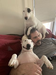 a man laying on top of a bed with two dogs sitting on his back and looking at the camera