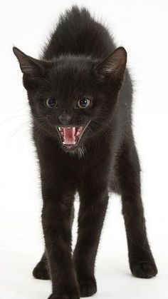 a small black kitten with it's mouth open and tongue out, walking towards the camera