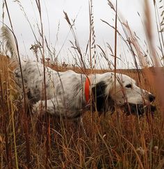 a dog is laying in the tall grass