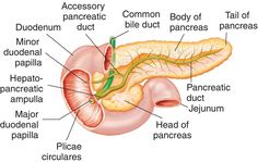 the anatomy of the human body and its major organs, including the pancreas