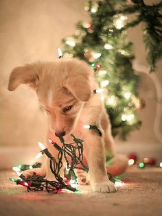 a small white dog playing with a string of lights in front of a christmas tree