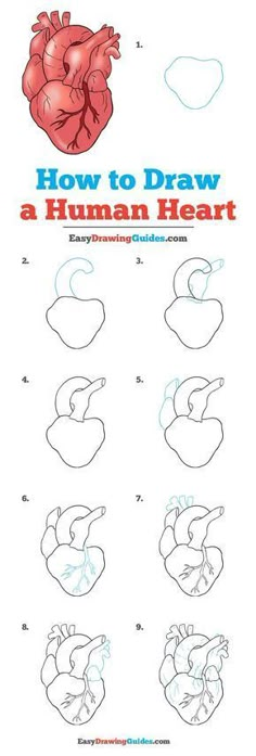 how to draw a human heart for children and adults with easy step by step instructions