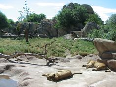 there are two animals that are laying on the rocks