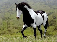 a black and white horse is running in the grass