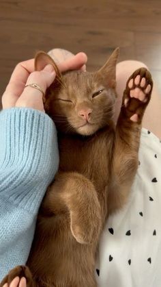 a person holding a brown cat with its paws on it's head while wearing a blue sweater