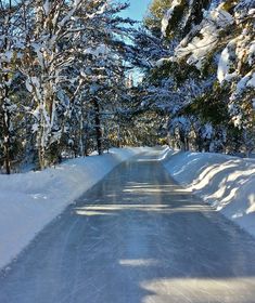 the snow covered road is lined with trees