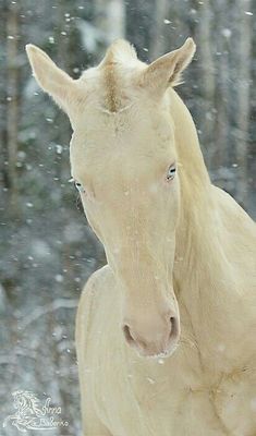 a white horse with blue eyes standing in the snow