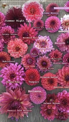 the names of different types of flowers are shown in this image, including pink and red