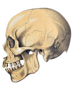 an image of a human skull showing the lower jaw and upper half of the head