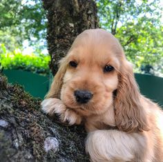 a small brown and white dog laying on top of a tree