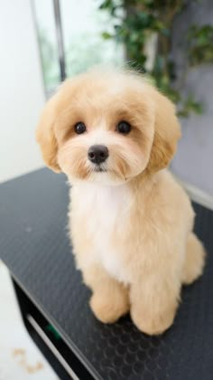 a small brown and white dog sitting on top of a table