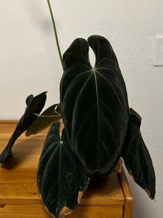 a plant that is sitting on top of a wooden table next to a light switch