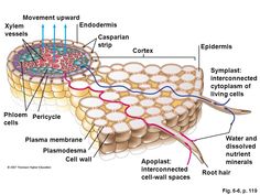 the structure of an animal's cell is shown in this diagram, with labels on it