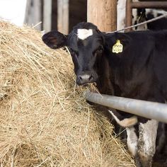 a black and white cow standing next to a pile of hay