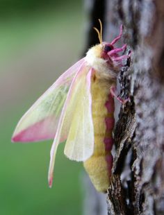 a yellow and pink moth resting on a tree