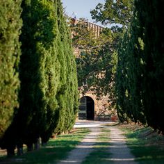 an image of a road that is lined with trees and bushes in the middle of it