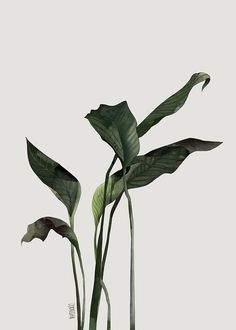 two large green plants in a vase on a table