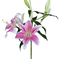 pink and white lilies in a vase with green stems on a white tablecloth