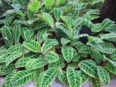 some green and white leaves in a planter