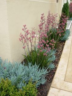 some very pretty plants by the side of a building with blue and pink flowers in it