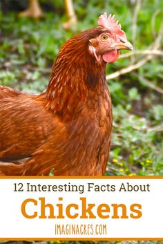 a chicken standing in the grass with text overlay reading 12 interesting fact about chickens