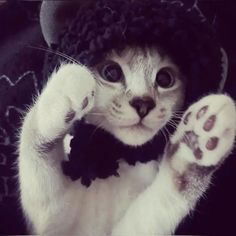 a white cat wearing a black hat and bow tie with its paws in the air