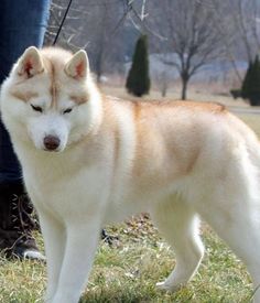 a white and brown husky dog standing on top of a grass covered field next to a person