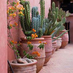 several potted plants are lined up against a pink wall