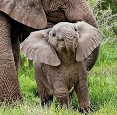 an adult elephant standing next to a baby elephant