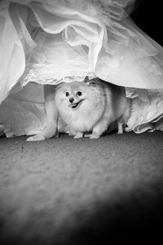 a small dog is peeking out from under a white sheet on the floor with it's mouth open