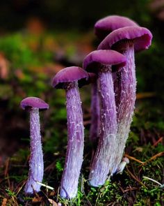 three purple mushrooms are growing on the ground