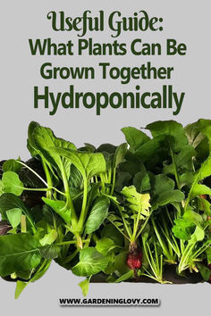 a bunch of green plants with the words useful guide what plants can be grown together hydroponicallyly