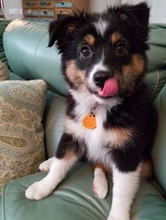 a small black and white dog sitting on top of a green couch with its tongue hanging out