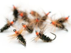 several orange and black flies sitting on top of each other