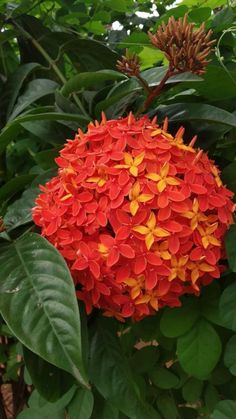 an orange and yellow flower with green leaves in the backgrounnd, surrounded by trees