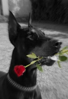 a black dog with a red rose in its mouth