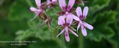 pink flowers with green leaves in the background