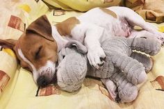 a brown and white dog laying on top of a bed with a gray stuffed animal