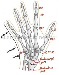 the bones of the hand and wrist